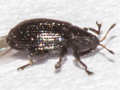 Rhamphus pulicarius